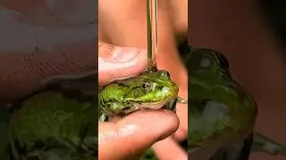 Первый день чистки моей лягушки... пока она не станет чистой 🐸🧼