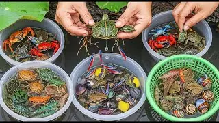 Epic Rice Field Wildlife Rescue | Catch & Release Colorful Fish, Frogs, Turtles & Crabs