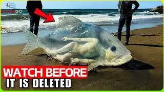 No One Was Supposed To See! If It Weren't Caught on Camera, No One Would Believe It