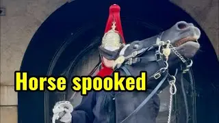 Protest Noise SPOOKS Horse