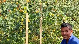 Miss India apple ber...