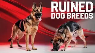 How Overbreeding Ruined Dog Breeds | Dog Breeding | Dog Training