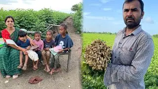 આપણે મગફળી મા ચારે સેઢે એક સરખો ફાલ 
