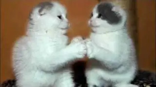 Cute Cuddly Kittens