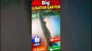 Big Aligator Gar fish ( 4.5 Feet)- 4.5 அடி நீல முதலைத் தலை மீன்