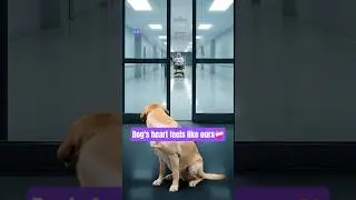 The Most Loyal Dog Story Ever Told!