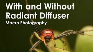 Macro Photography, With and Without Radiant Diffuser