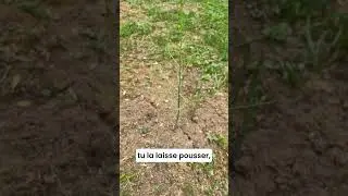 Tu savais &agrave; quoi ressemblent les Asperges ?