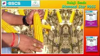 Balaji Seeds Maize Field Day Diamond Star 9055 #farmer #maize 