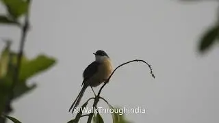 Calls of Ashy Prinia ||  Prinia socialis || Ashy Wren-Warbler