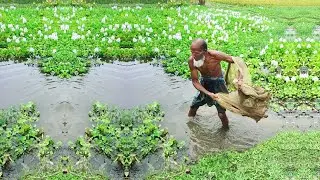 Amazing Net Fishing by An Old Fisherman in a Paceful Village Pond - Traditional Net Fishing Video