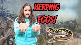 Herping- Kids Find Salamander Eggs, Frog Eggs & Toad Eggs🐸😮