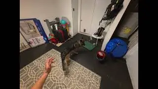 POV Dog Training - Play and Obedience training with fear aggressive German Shepherd Dexter