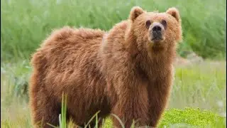 Bear evolution 🐻