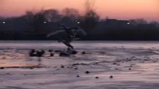 swans landing and skating on ice