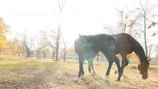 Thoroughbred horses on a background of sun rays. Slow motion