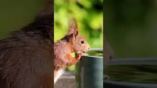 🤎🐿️ #squirrel #squirrellovers #funnysquirrel #eekhoorn #shorts #eichh&ouml;rnchen #ecureuil #squirrels