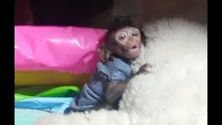 Kari baby monkey,