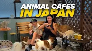 Animal Cafes in Japan | Worth Visiting?