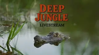 Deep Jungle  Live Stream