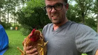 Can we Free Range Meat Chickens?