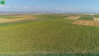 Beautiful South Africa Vegetable 🥒 Farming Nature Scene