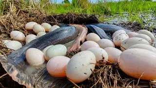 awesome fishing! catch a lot of fish under straw at rice field by best hand a smart fisherman