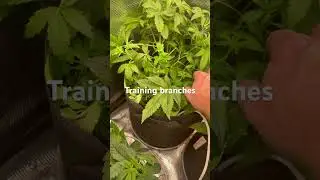 cannabis traning branches