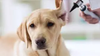 Pet Animal Clinic & Spa | IDP TANUVAS