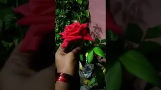 K S Chitra songs,#kschitra #garden #flowers #shorts #trending