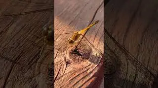 A Dragonfly Sun-Bathing!!! #shorts #caughtoncam #nature #muchlove