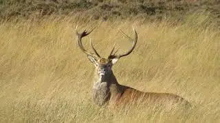 2 BIG RED STAGS COME TOO CLOSE!!!