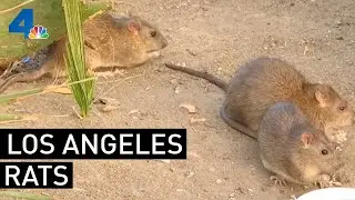 Rat Population Keeps Growing in Los Angeles | NBCLA