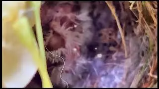 Baby Birds