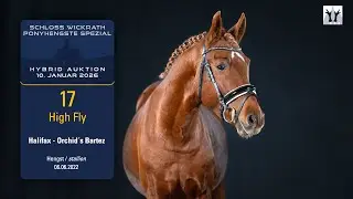Ponyhengste Spezial/Hybrid Auktion Lot 17 High Fly Hengst v. Hailfax -  Orchid´s Bartez
