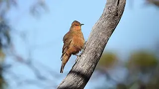 The Great Western Woodlands | BirdLife Australia