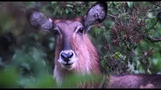 Matetsi Victoria Falls | Our Conservation Journey: Waterbuck Translocation