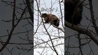 🦅🐈New species of bird 🤣| #catshorts #catonatree #catbird #shorts
