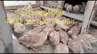 teetar For sale