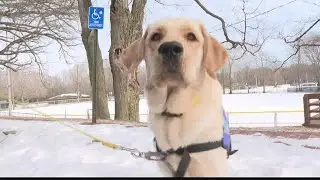 ICAN dogs deliver Valentine's Day goodies
