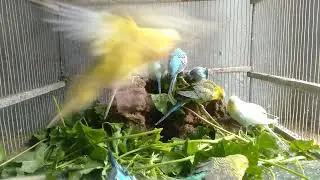 😮ケージ環境それ逆効果かも？買う前に知るインコの本音