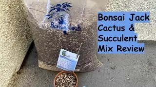 Bonsai Jack Cactus and Succulent Mix Review