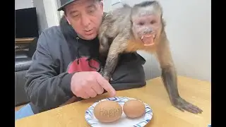 Vocal Monkey Eats GIANT Egg!