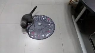 Undercover mouse  Pet toy