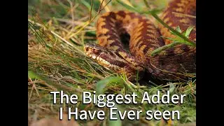 Adder Hunting Episode 3 The Big Girl