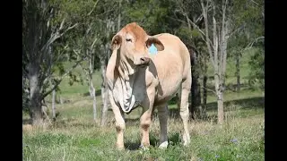 Lot 20 - Vale View Impulse 2