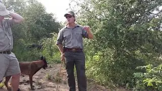 Black Rhino Feeding Behavior (tracking tips)