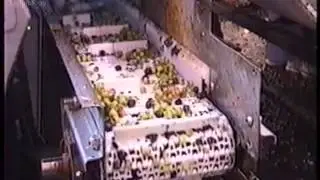 Fresh Blueberries Processing on Optyx&reg; 6000 Laser / Camera Sorter
