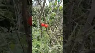 Rarest Wild Tomato🍅🌿!