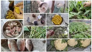 যে দিকে তাকাই সেদিকেই লছ কেন আল্লাহ আমাকে কিছুই ভালো করে দিতে চাচ্ছেন না 😰 //Assam village lifestyls